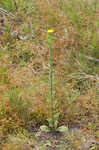 Soft goldenaster